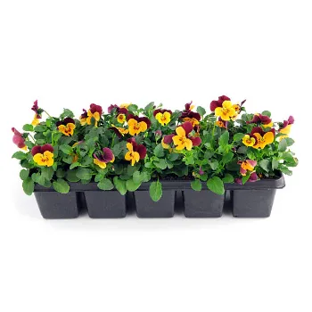 Cape Pansy Plant Pansy Plant7-3897176-75048.webp